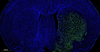 Guasceína (FITC) Kit de detección de apoptosis de celda de tono utilizada para la sección de parafina Sección de tejido congelado.