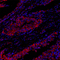 //ijrorwxhrkjnli5q-static.micyjz.com/cloud/lkBpjKnjlkSRqippqjopip/cca741b164f82a5d44f88f311d570d9b-60-60.jpg