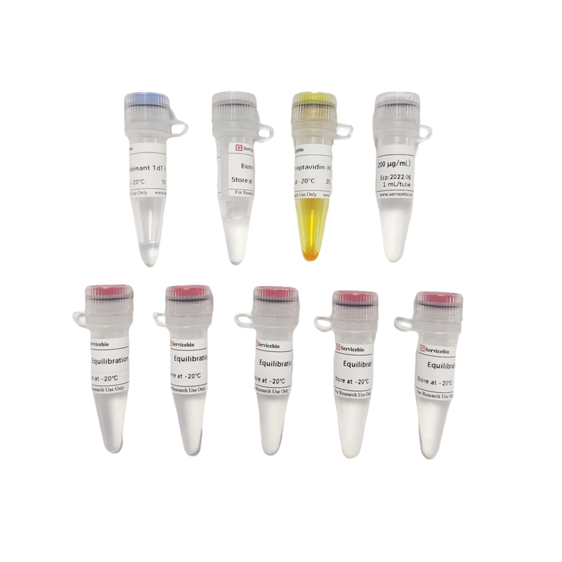Kit de detección de apoptosis de células de tono DAB (SA-HRP)