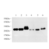 GB11182-1 Fuerte especificidad anti -CD90 THY1 PAB de conejo