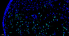 Kit de detección de apoptosis de células CF488 TDT mediada por Dutp Nick Etiquetado