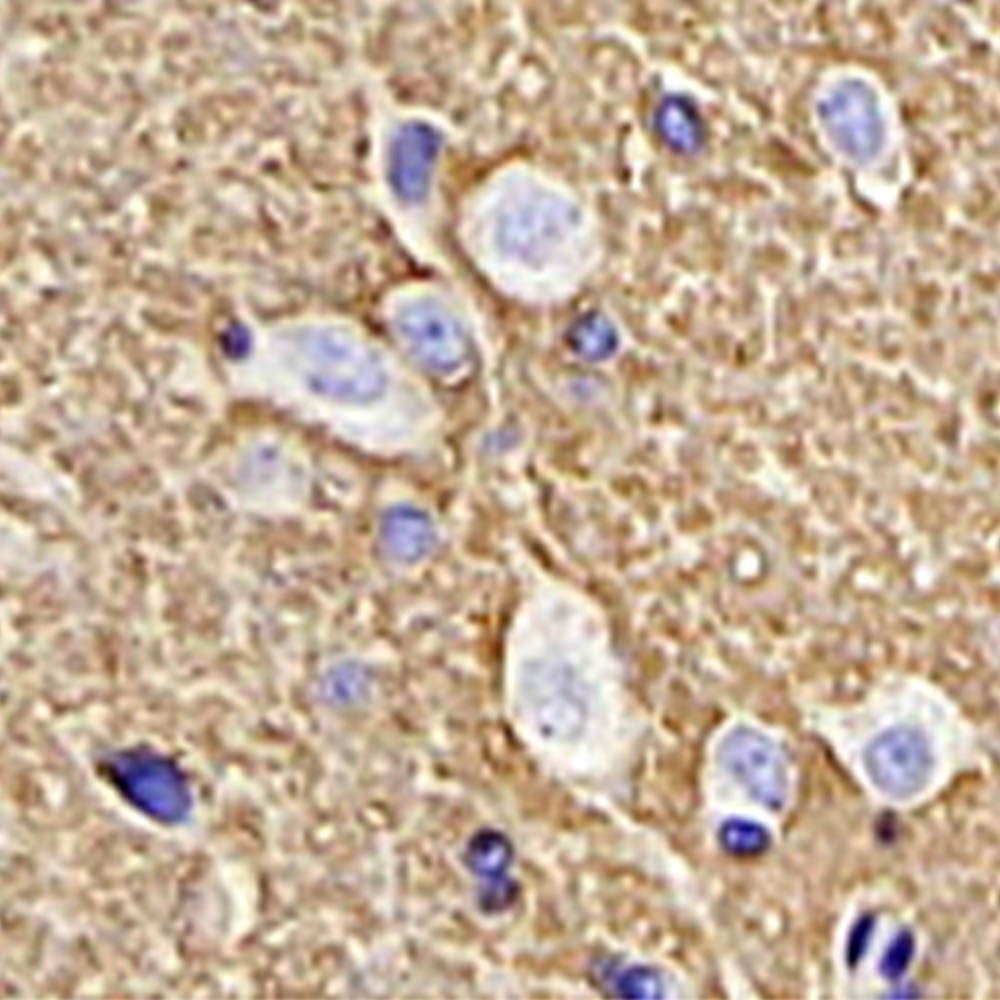 Anti -GAP43 Rabbit Pab Neurodearrollopmental Inmunoblotting