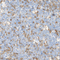 //rirorwxhrkjnli5q-static.micyjz.com/cloud/loBpjKnjlkSRqippnjkoiq/1611365430831031935-60-60.jpg
