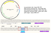 Kit de clonación de cero Pswe-Topo para la conexión de ADN Reactivo de biología molecular