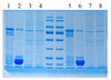 2 x Tampón de carga de proteínas SDS-PAGE (inodoro, tipo reducido) 1 ml