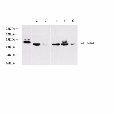 GB11402 Anticuerpo-Gaba Un receptor Alpha 1 (GABAAA1) Conejo PAB Western Blot Anticuerpo